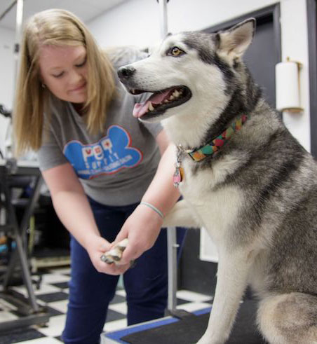 metro pet vet